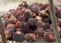 Perumus TBS Kelapa Sawit Di Jambi: Naik Dari Rp2.350 menjadi Rp2.403 perKg, Usia Tanam 9 Tahun Naik Rp2.335 per Kilogram, CPO Signifikan Rp. 257 perKg