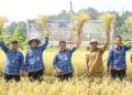 Di Musim Kemarau Sawah Seluas 2.486 Hektare Di Purwakarta Panen