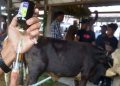 Saat Ini 77% Dari Target  2.000 Sapi Di Baubau Suntik Vaksin PMK