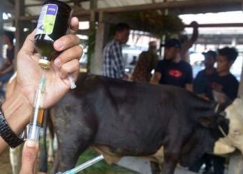 Saat Ini 77% Dari Target  2.000 Sapi Di Baubau Suntik Vaksin PMK