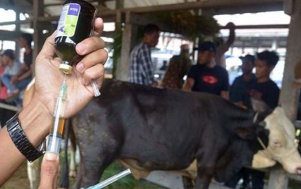Saat Ini 77% Dari Target  2.000 Sapi Di Baubau Suntik Vaksin PMK