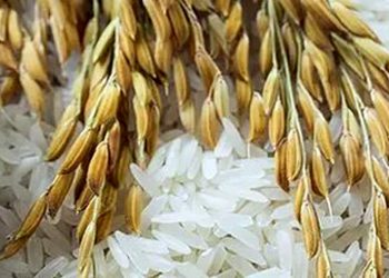 Bulog Sub Divre Lampung Tengah Sedang Melakukan Persiapan Masing-masing KPM Nantinya Akan Menerima 10 Kilogram Beras