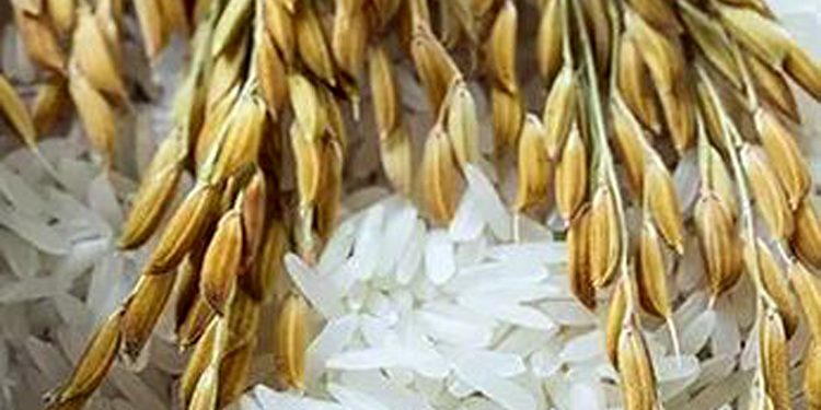 Bulog Sub Divre Lampung Tengah Sedang Melakukan Persiapan Masing-masing KPM Nantinya Akan Menerima 10 Kilogram Beras