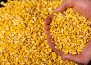 Kepala Bidang Produksi Dinas Pertanian Kabupaten Lebak Deni Iskandar Beri Arahan Agar Target 7.000 Ton Dapat Tercapai