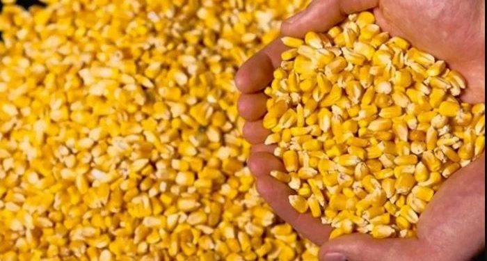 Kepala Bidang Produksi Dinas Pertanian Kabupaten Lebak Deni Iskandar Beri Arahan Agar Target 7.000 Ton Dapat Tercapai
