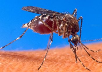 Riset Project Sejak 2014 Nyamuk Berwolbachia Menunggu Finalisasi MoU Kemenkes, Launching Di Jakbar Menunggu Kesepakatan