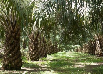 Ketua Umum Gabungan Pengusaha Kelapa Sawit Indonesia: Kurangnya Daya Beli Dan Stok Negara Lain Melimpah