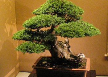 Harga Bonsai Pada Pameran Bonsai Di Kabupaten Sidoarjo Dari 50 Ribu Hingga Miliaran, Menkop Teten Masduki Siap Bantu Sasar Pasar Luar Negeri