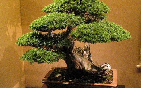 Harga Bonsai Pada Pameran Bonsai Di Kabupaten Sidoarjo Dari 50 Ribu Hingga Miliaran, Menkop Teten Masduki Siap Bantu Sasar Pasar Luar Negeri