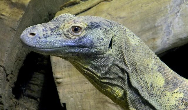 Mekanisme One Plan Approach, Lokakarya KLHK Bersama Stakeholder Guna Memanajemen Populasi Komodo