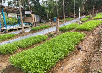 Lapas Kotabaru Sukses Wujudkan Ketahanan Pangan