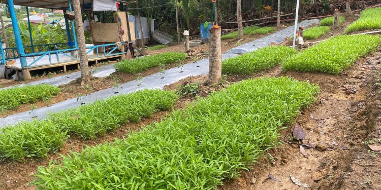 Lapas Kotabaru Sukses Wujudkan Ketahanan Pangan