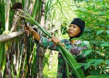 Budidaya Tebu, Prajurit TNI di Magetan Mampu Sejahterakan Keluarga dan Anggotanya