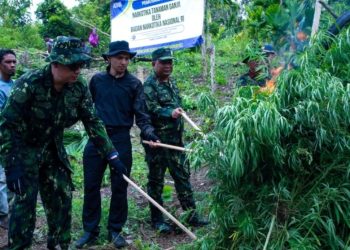 BNN Musnahkan 12 Ton Ganja di Aceh Besar