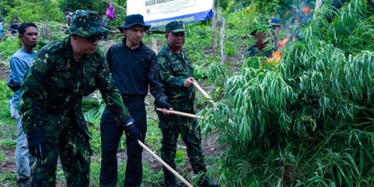 BNN Musnahkan 12 Ton Ganja di Aceh Besar