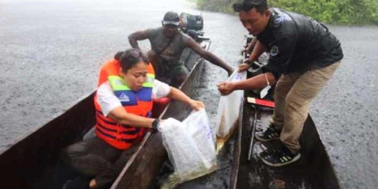 KKP Lepas 234 Ekor Arwana Irian di Taman Nasional Wasur Merauke