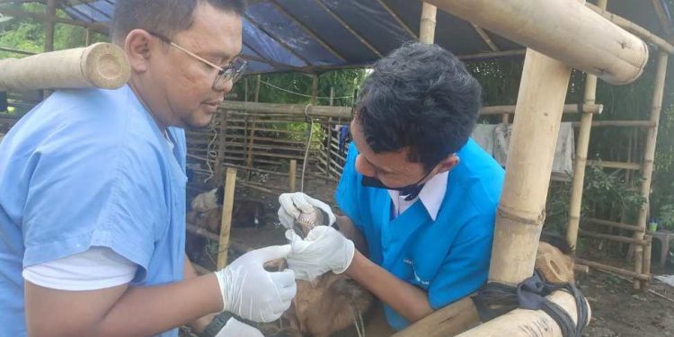 Jelang Iduladha, DKP3 Depok Perketat Pengawasan Hewan Kurban: 942 Ternak Sudah Divaksin
