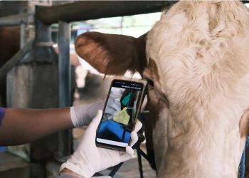 Jelang Iduladha, DKP3 Depok Imbau Warga Tak Asal Pilih Hewan Kurban: Cek Izin dan Dokumen Resminya!