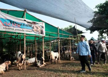 Menjelang Iduladha 1446 H, Wali Kota Depok Tinjau Lapak Kurban di Rangkapan Jaya Baru: Pastikan Hewan Sehat dan Lokasi Resmi