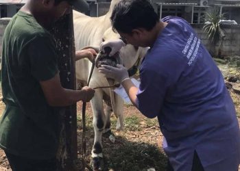 Dua Sapi Kurban Bantuan Presiden Prabowo Dinyatakan Sehat, Siap Disembelih di Depok saat Iduladha