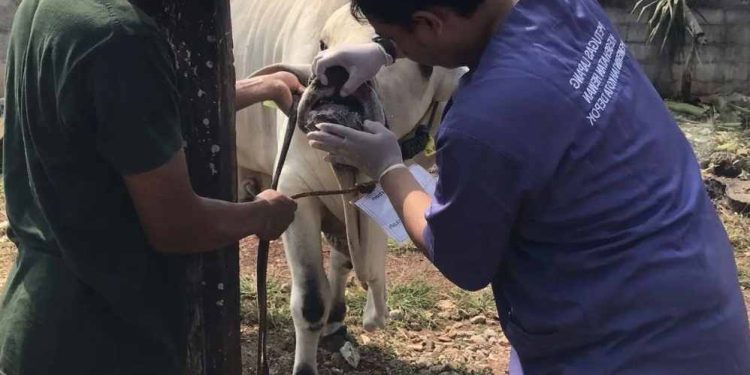 Dua Sapi Kurban Bantuan Presiden Prabowo Dinyatakan Sehat, Siap Disembelih di Depok saat Iduladha