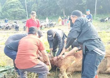 Masjid Jami’ Asy-Syahid Depok Gelar Penyembelihan Hewan Qurban, Wujudkan Semangat Kebersamaan Iduladha