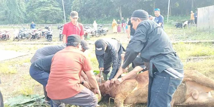 Masjid Jami’ Asy-Syahid Depok Gelar Penyembelihan Hewan Qurban, Wujudkan Semangat Kebersamaan Iduladha