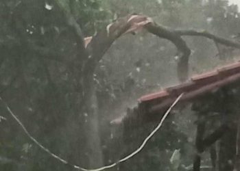 Hujan Deras dan Angin Kencang Landa Depok, 6 Pohon Tumbang Timpa Rumah dan Kendaraan