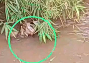 Tragis, Balita 1,6 Tahun di Depok Ditemukan Tewas di Sungai Kalibaru Setelah Dilaporkan Hilang