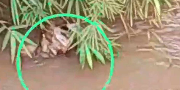 Tragis, Balita 1,6 Tahun di Depok Ditemukan Tewas di Sungai Kalibaru Setelah Dilaporkan Hilang