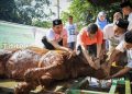 Perdana Wali Kota Jaksel Sembelih Sapi Limosin Berbobot 700 Kg