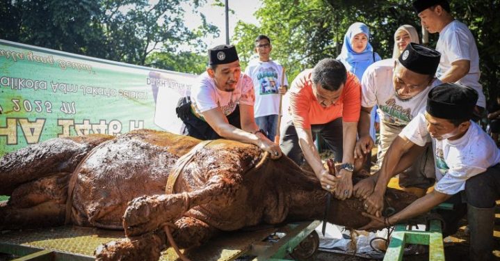 Perdana Wali Kota Jaksel Sembelih Sapi Limosin Berbobot 700 Kg