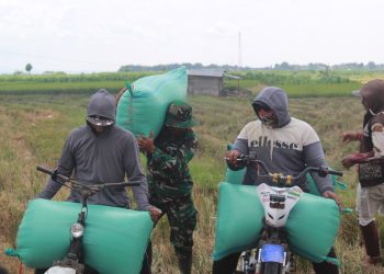 Manfaatkan Waktu Luang, Anggota Satgas TMMD Bantu Petani Angkat Gabah di Sawah